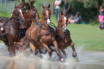 Bundeschampionat der Fahrpferde in Moritzburg