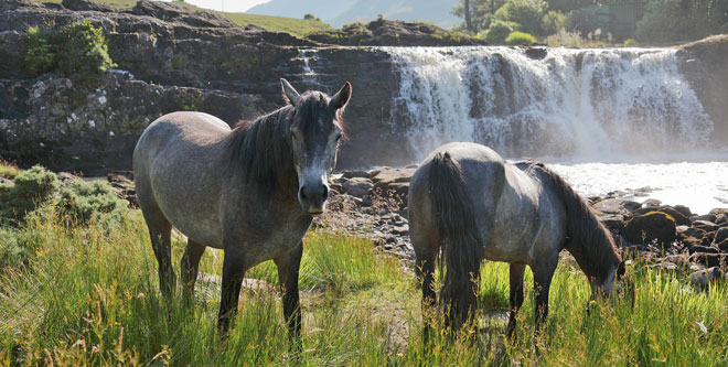 Reisen: Mit Connemaras Irlands Westens